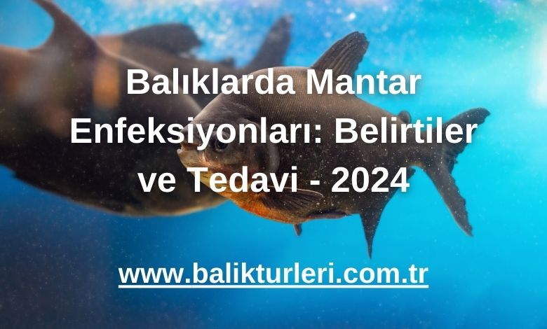 Balıklarda Mantar Enfeksiyonları: Belirtiler ve Tedavi - 2024