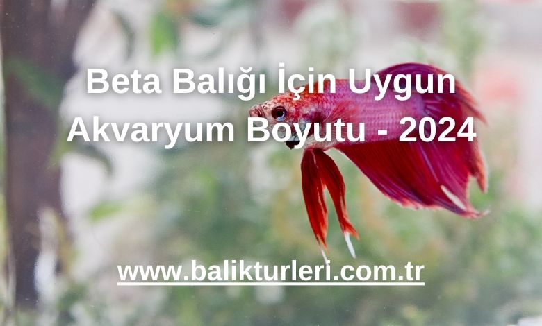 Beta Balığı İçin Uygun Akvaryum Boyutu - 2024