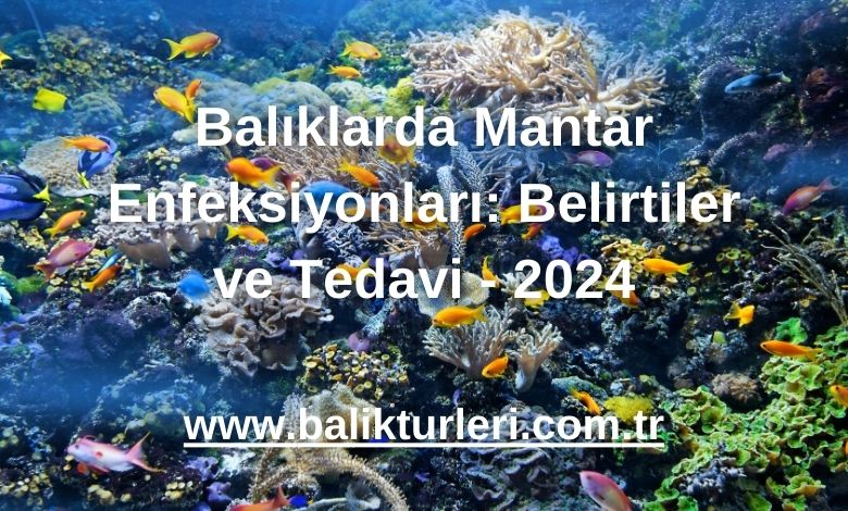 Balıklarda Mantar Enfeksiyonları: Belirtiler ve Tedavi - 2024