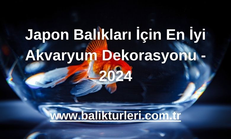 Japon Balıkları İçin En İyi Akvaryum Dekorasyonu - 2024