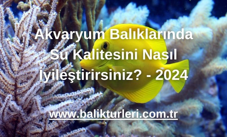 Akvaryum Balıklarında Su Kalitesini Nasıl İyileştirirsiniz? - 2024