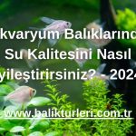Akvaryum Balıklarında Su Kalitesini Nasıl İyileştirirsiniz? - 2024