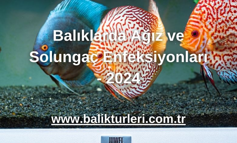 Balıklarda Ağız ve Solungaç Enfeksiyonları - 2024