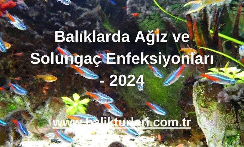 Balıklarda Ağız ve Solungaç Enfeksiyonları - 2024