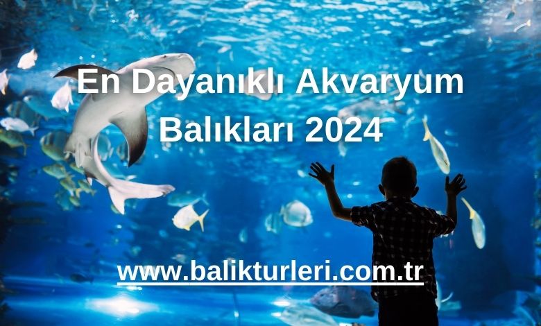 En Dayanıklı Akvaryum Balıkları 2024