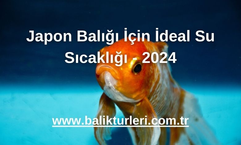 Japon Balığı İçin İdeal Su Sıcaklığı - 2024
