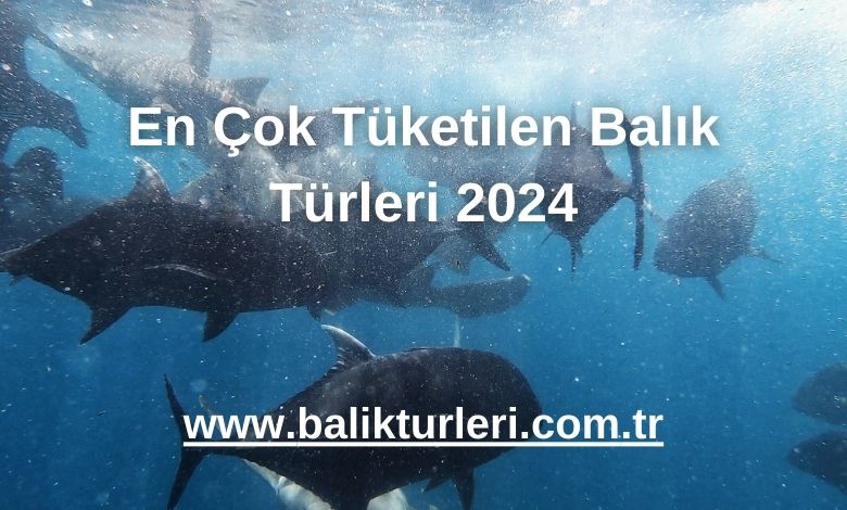 En Çok Tüketilen Balık Türleri 2024