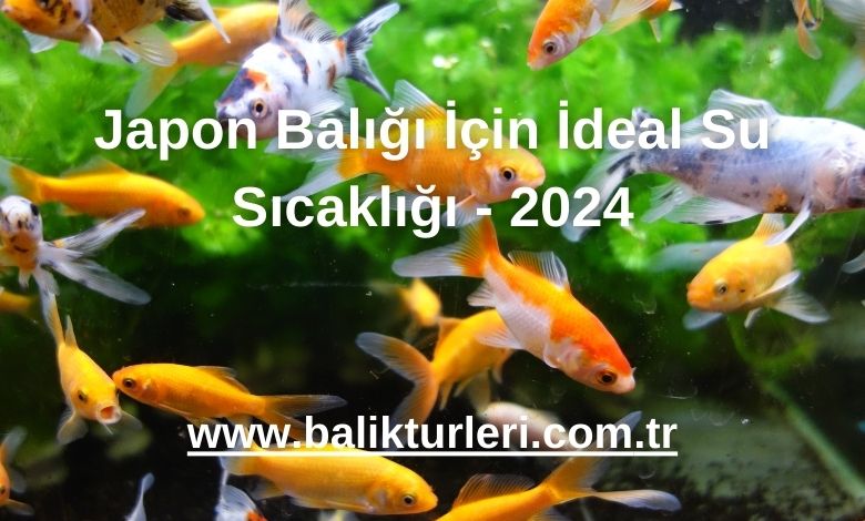 Japon Balığı İçin İdeal Su Sıcaklığı - 2024