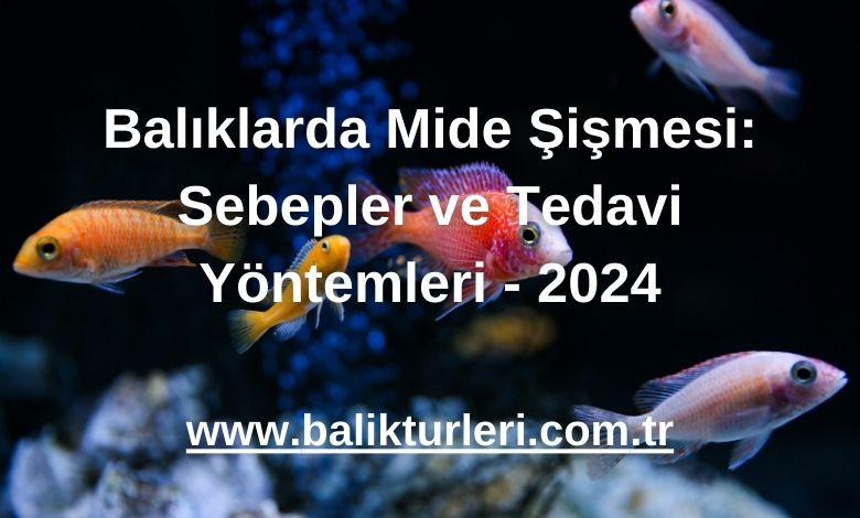 Balıklarda Mide Şişmesi: Sebepler ve Tedavi Yöntemleri - 2024