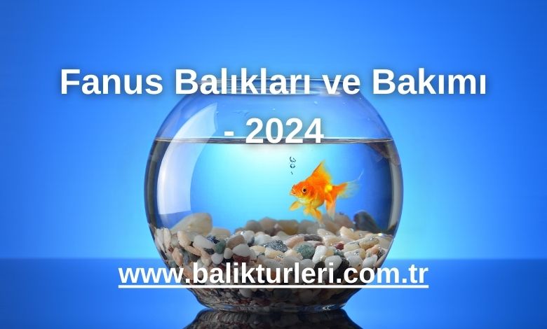 Fanus Balıkları ve Bakımı - 2024