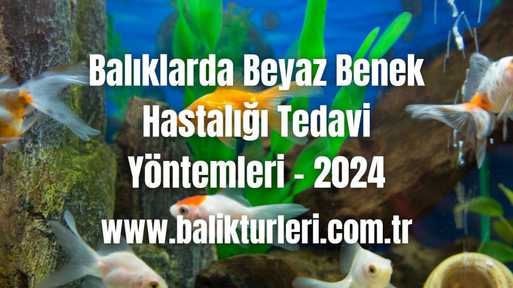 Balıklarda Beyaz Benek Hastalığı Tedavi Yöntemleri - 2024