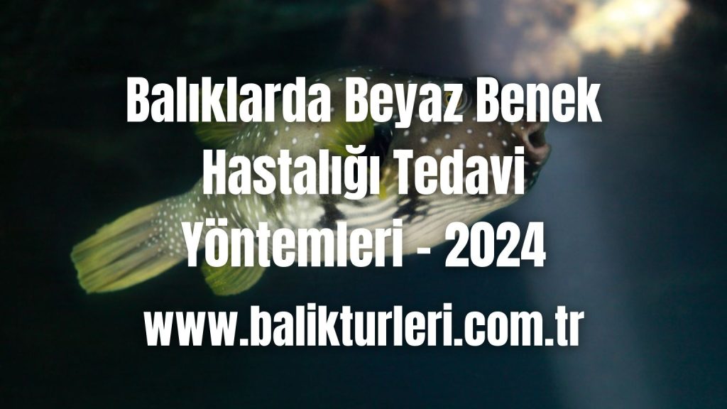 Balıklarda Beyaz Benek Hastalığı Tedavi Yöntemleri - 2024