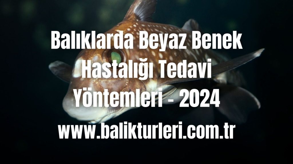 Balıklarda Beyaz Benek Hastalığı Tedavi Yöntemleri - 2024