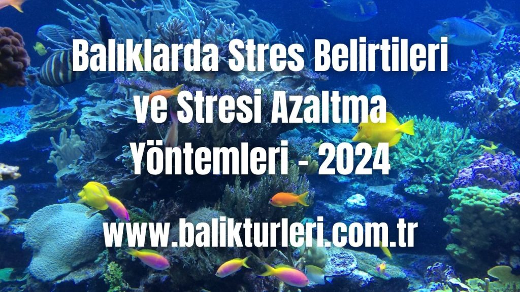 Balıklarda Stres Belirtileri ve Stresi Azaltma Yöntemleri - 2024
