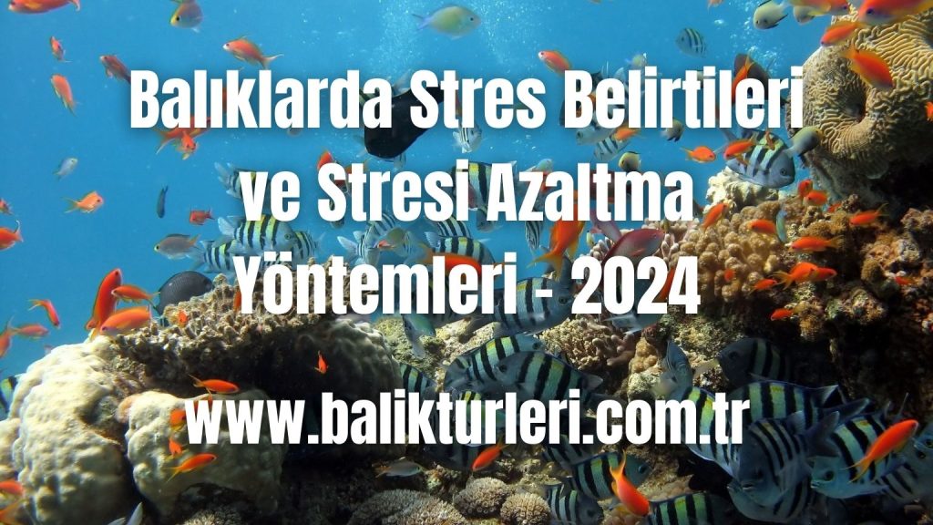 Balıklarda Stres Belirtileri ve Stresi Azaltma Yöntemleri - 2024