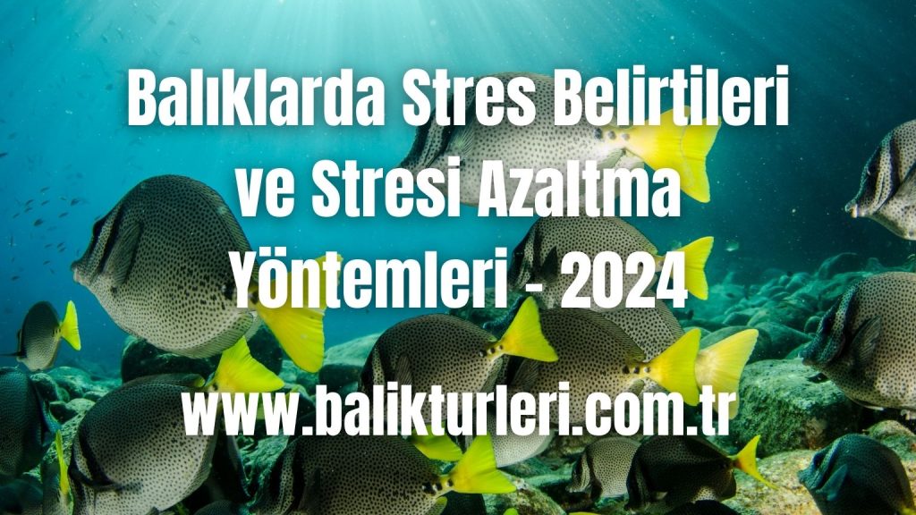 Balıklarda Stres Belirtileri ve Stresi Azaltma Yöntemleri - 2024