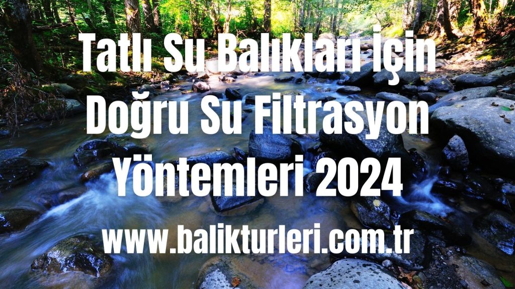 Tatlı Su Balıkları İçin Doğru Su Filtrasyon Yöntemleri 2024