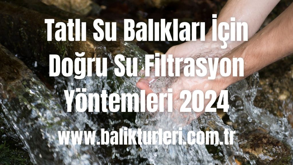 Tatlı Su Balıkları İçin Doğru Su Filtrasyon Yöntemleri 2024