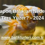 Japon Balıkları Neden Ters Yüzer? - 2024