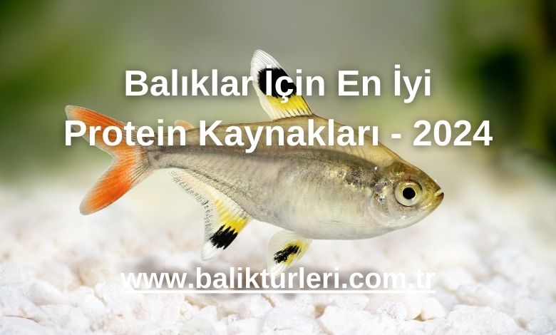 Balıklar İçin En İyi Protein Kaynakları - 2024