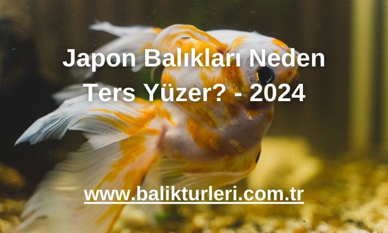 Japon Balıkları Neden Ters Yüzer? - 2024
