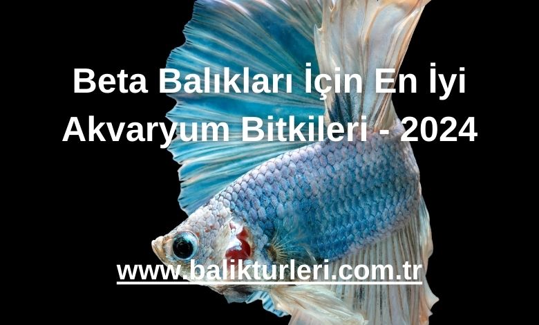 Beta Balıkları İçin En İyi Akvaryum Bitkileri - 2024