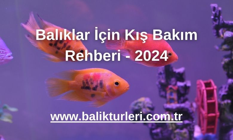 Balıklar İçin Kış Bakım Rehberi - 2024