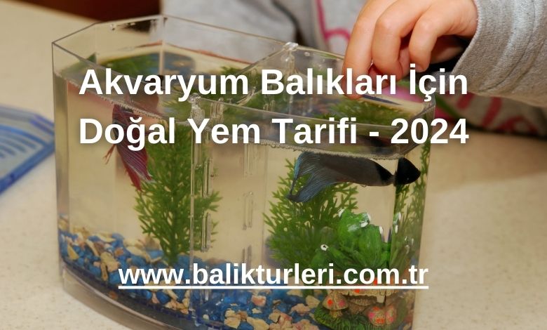 Akvaryum Balıkları İçin Doğal Yem Tarifi - 2024