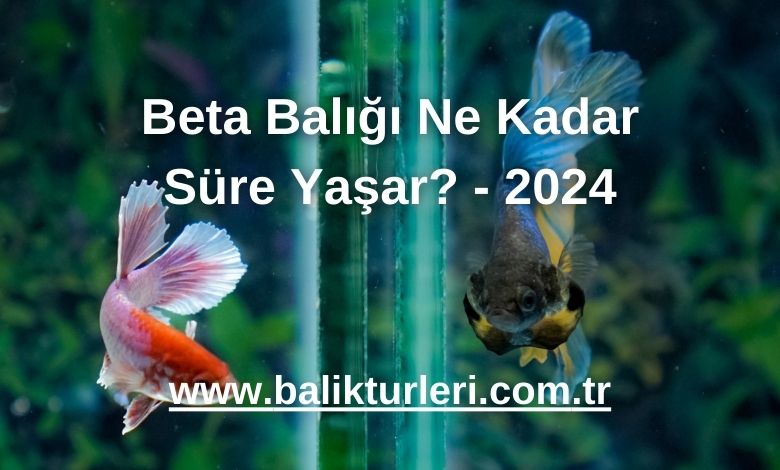 Beta Balığı Ne Kadar Süre Yaşar? - 2024