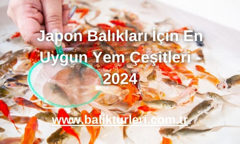 Japon Balıkları İçin En Uygun Yem Çeşitleri - 2024