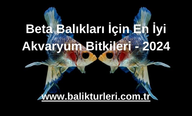 Beta Balıkları İçin En İyi Akvaryum Bitkileri - 2024