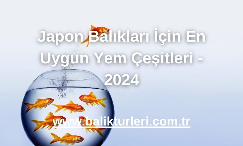 Japon Balıkları İçin En Uygun Yem Çeşitleri - 2024