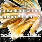 Beta Balıkları İçin En İyi Akvaryum Bitkileri - 2024