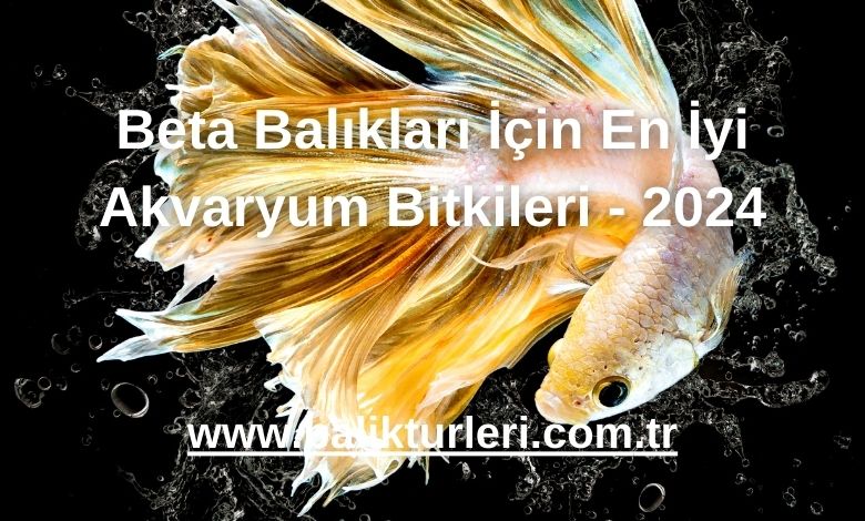 Beta Balıkları İçin En İyi Akvaryum Bitkileri - 2024