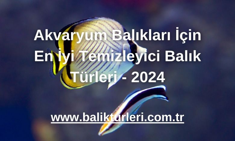 Akvaryum Balıkları İçin En İyi Temizleyici Balık Türleri - 2024
