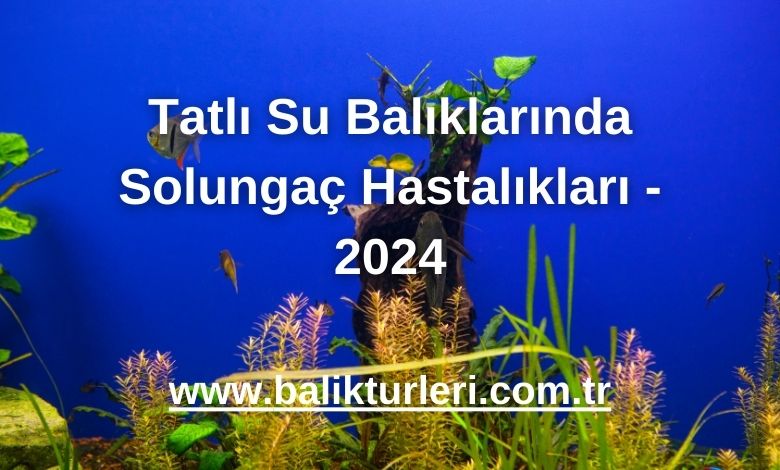 Tatlı Su Balıklarında Solungaç Hastalıkları - 2024
