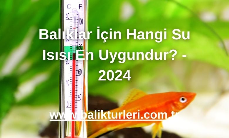 Balıklar İçin Hangi Su Isısı En Uygundur? - 2024