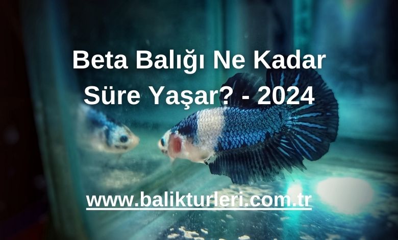 Beta Balığı Ne Kadar Süre Yaşar? - 2024