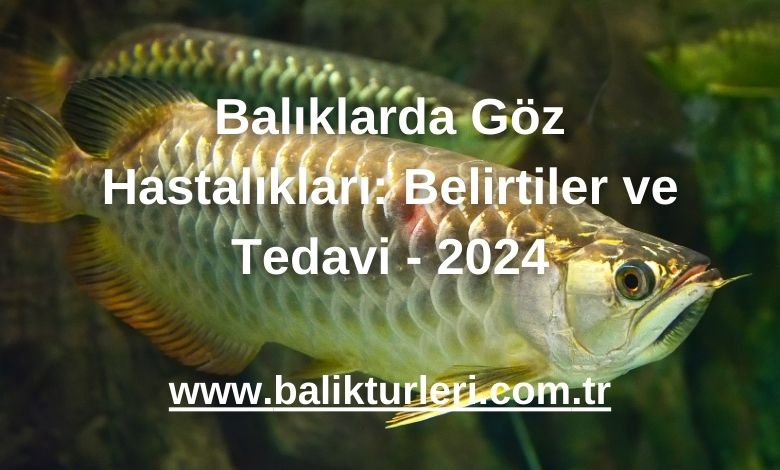 Balıklarda Göz Hastalıkları: Belirtiler ve Tedavi - 2024