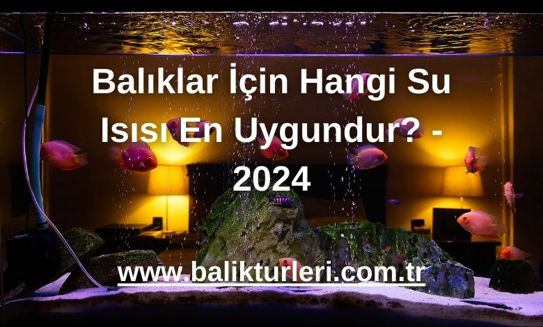 Balıklar İçin Hangi Su Isısı En Uygundur? - 2024