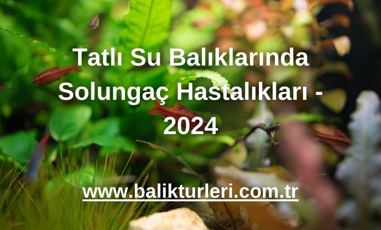 Tatlı Su Balıklarında Solungaç Hastalıkları - 2024
