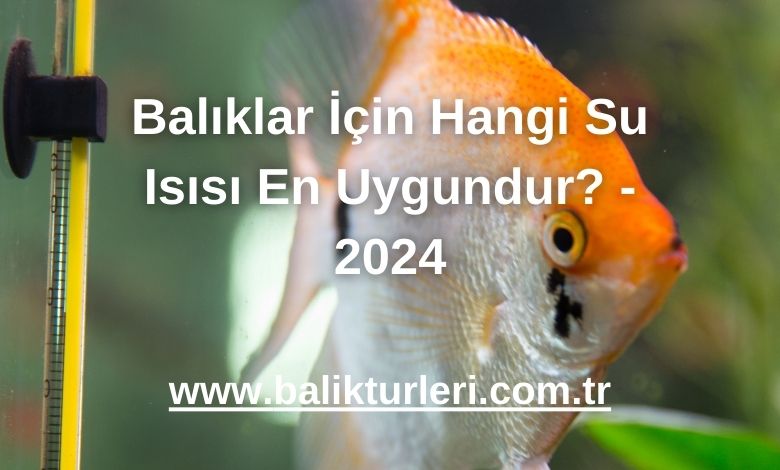 Balıklar İçin Hangi Su Isısı En Uygundur? - 2024