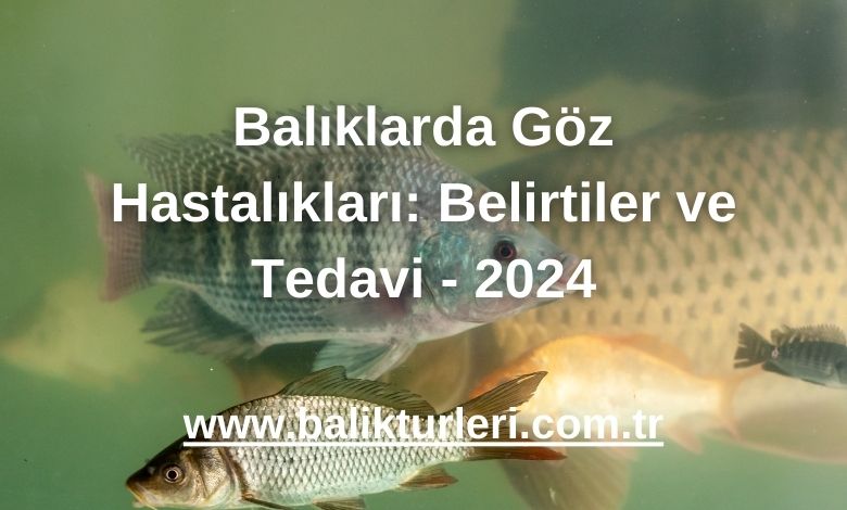 Balıklarda Göz Hastalıkları: Belirtiler ve Tedavi - 2024