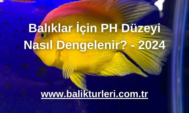 Balıklar İçin PH Düzeyi Nasıl Dengelenir? - 2024