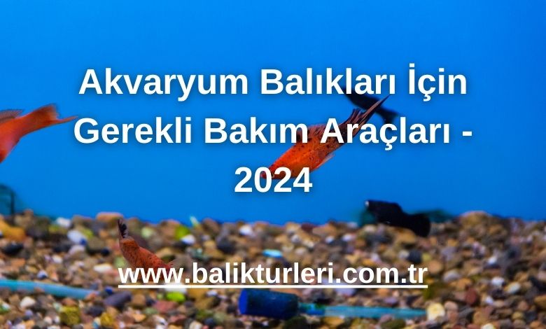 Akvaryum Balıkları İçin Gerekli Bakım Araçları - 2024