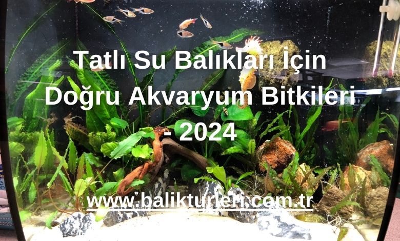 Tatlı Su Balıkları İçin Doğru Akvaryum Bitkileri - 2024
