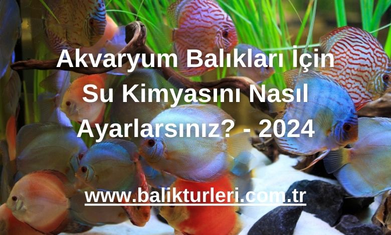 Akvaryum Balıkları İçin Su Kimyasını Nasıl Ayarlarsınız? - 2024