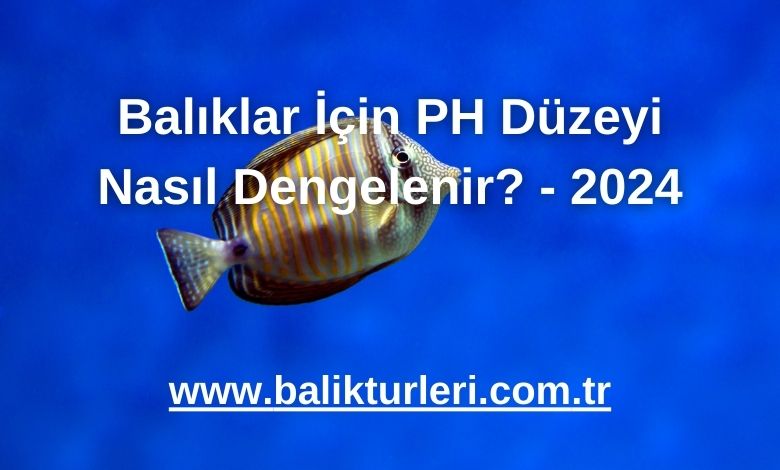 Balıklar İçin PH Düzeyi Nasıl Dengelenir? - 2024