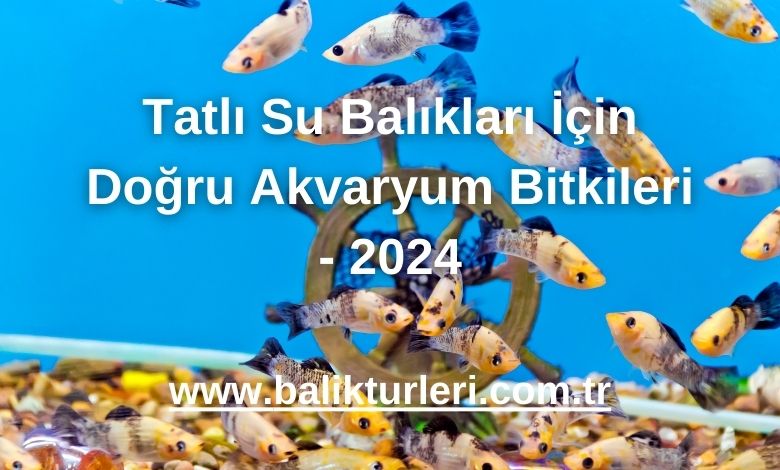 Tatlı Su Balıkları İçin Doğru Akvaryum Bitkileri - 2024