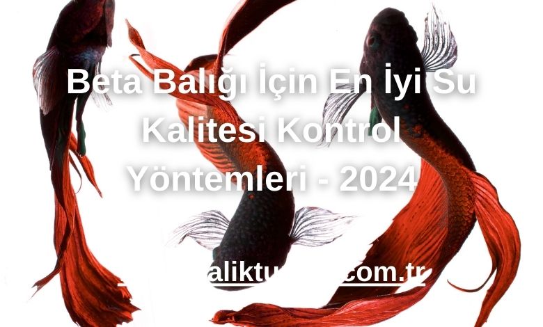 Beta Balığı İçin En İyi Su Kalitesi Kontrol Yöntemleri - 2024